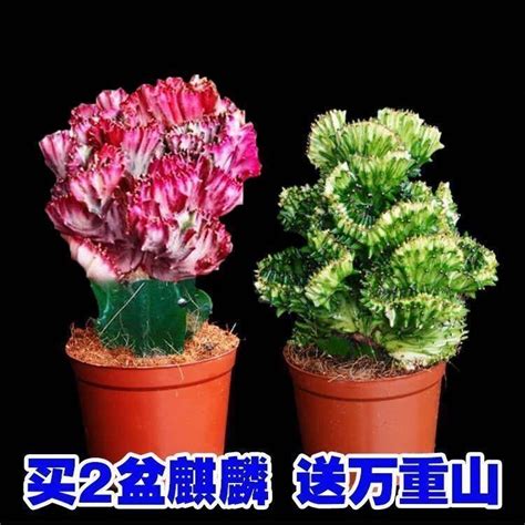 玉麒麟仙人掌|如何养玉麒麟植物？